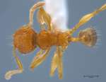 Pheidole angulicollis Eguchi, 2001 dorsal