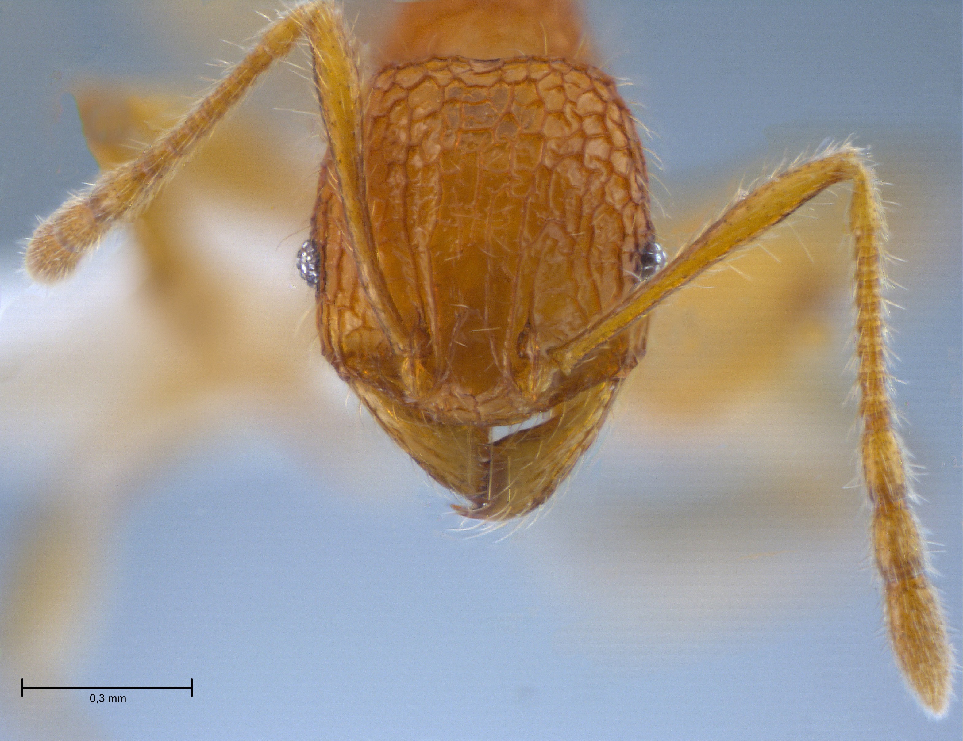 Foto Pheidole angulicollis Eguchi, 2001 frontal