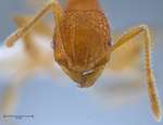 Pheidole angulicollis Eguchi, 2001 frontal