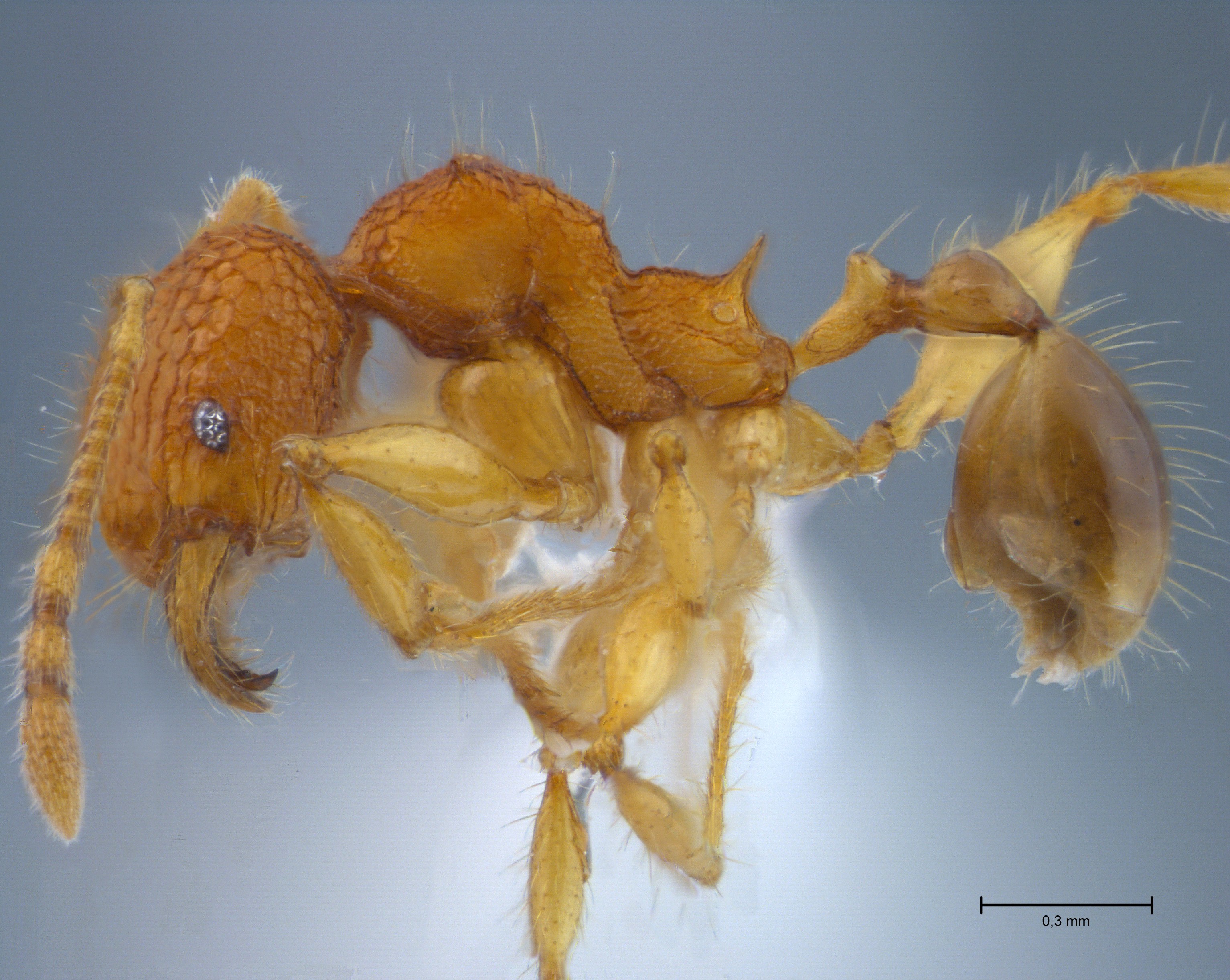 Foto Pheidole angulicollis Eguchi, 2001 lateral