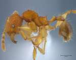 Pheidole angulicollis Eguchi, 2001 lateral