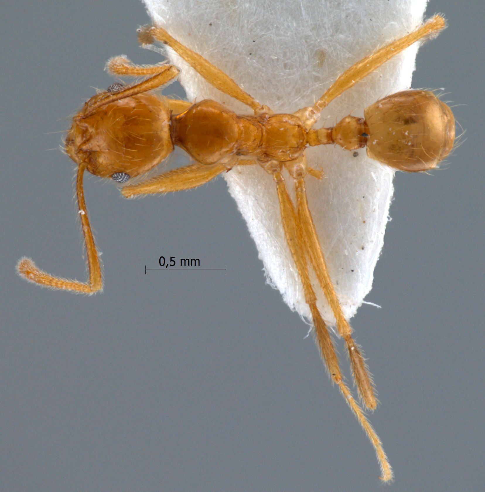 Foto Pheidole annexus Eguchi,2001 dorsal