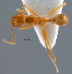 Pheidole annexus Eguchi,2001 dorsal