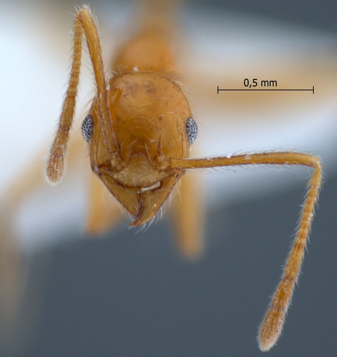 Foto Pheidole annexus Eguchi,2001 frontal