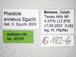 Pheidole annexus Eguchi,2001 Label