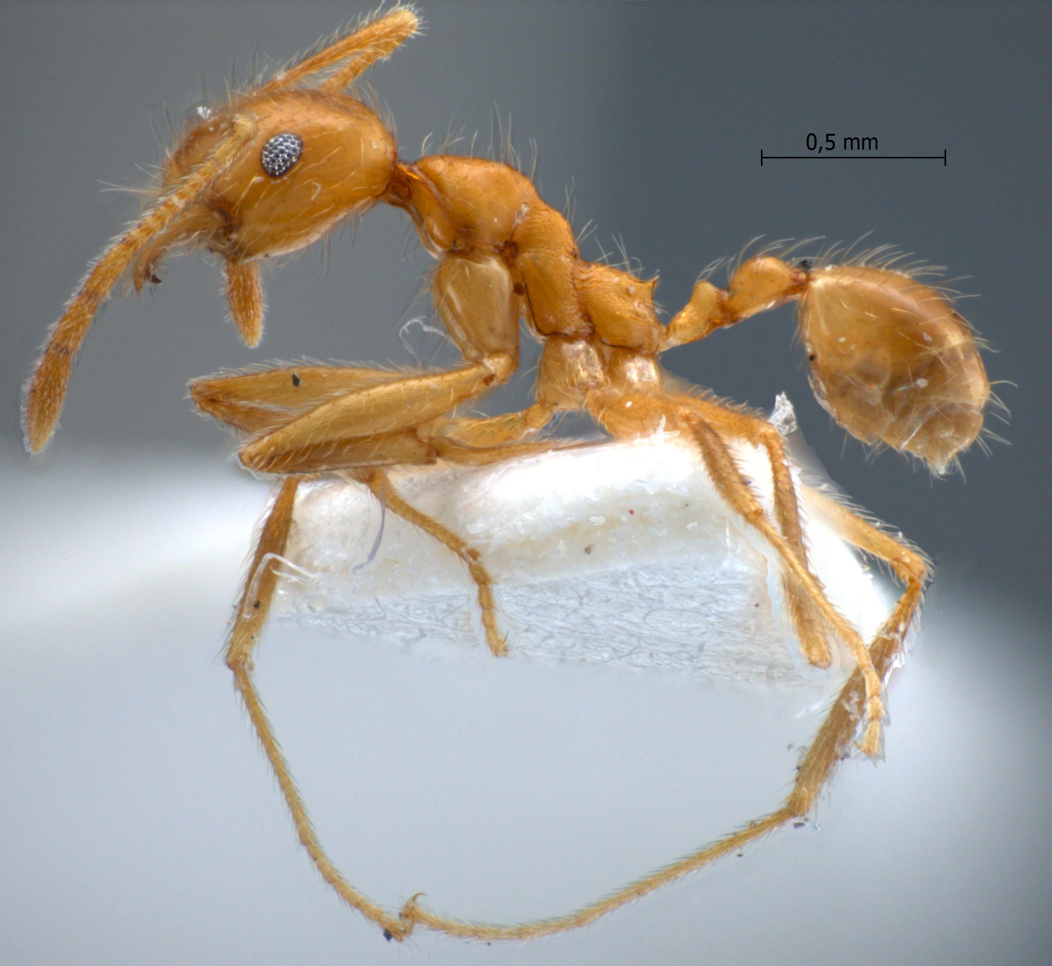 Foto Pheidole annexus Eguchi,2001 lateral