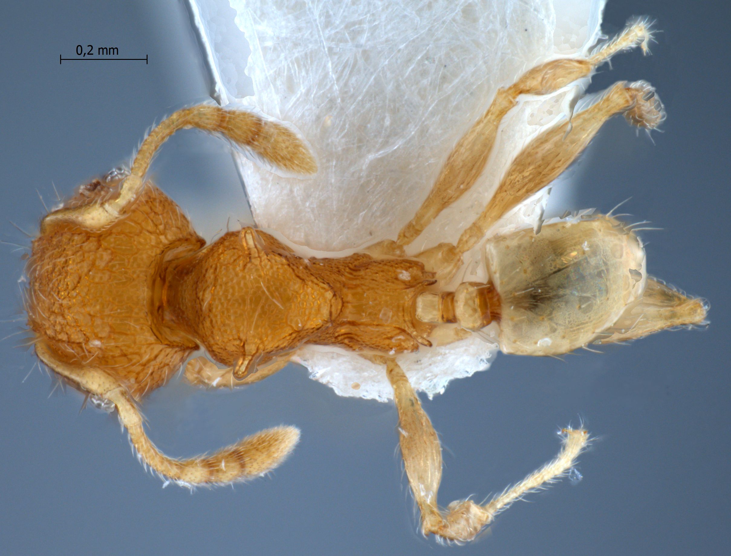 Foto Pheidole aristotelis Forel,1911 dorsal