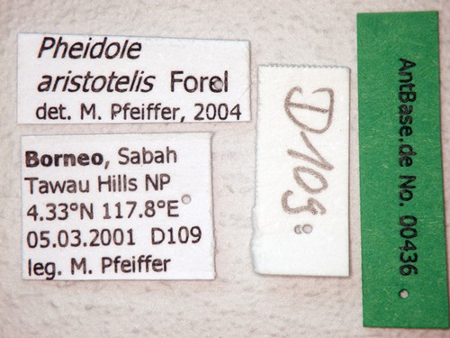 Pheidole aristotelis Forel,1911 Label