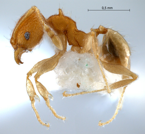 Pheidole aristotelis Forel,1911 lateral