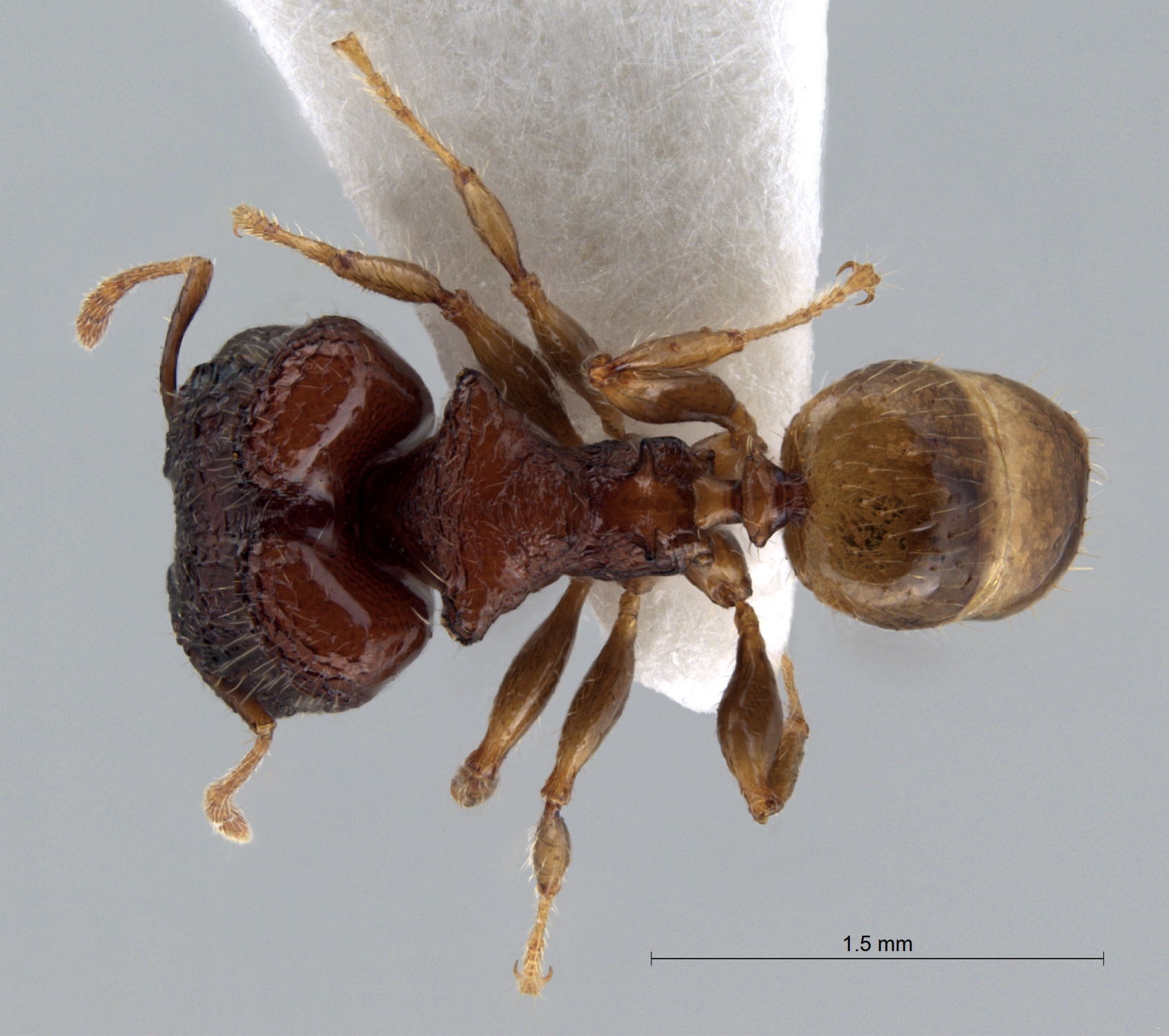 Foto Pheidole aristotelis Forel,1911 dorsal