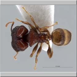 Pheidole aristotelis Forel,1911 dorsal