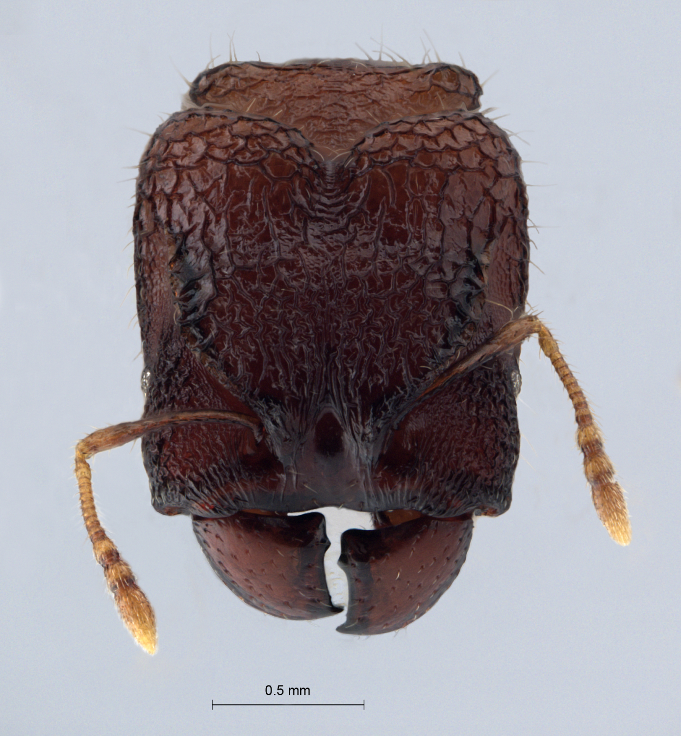 Foto Pheidole aristotelis Forel,1911 frontal