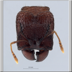 Pheidole aristotelis Forel,1911 frontal