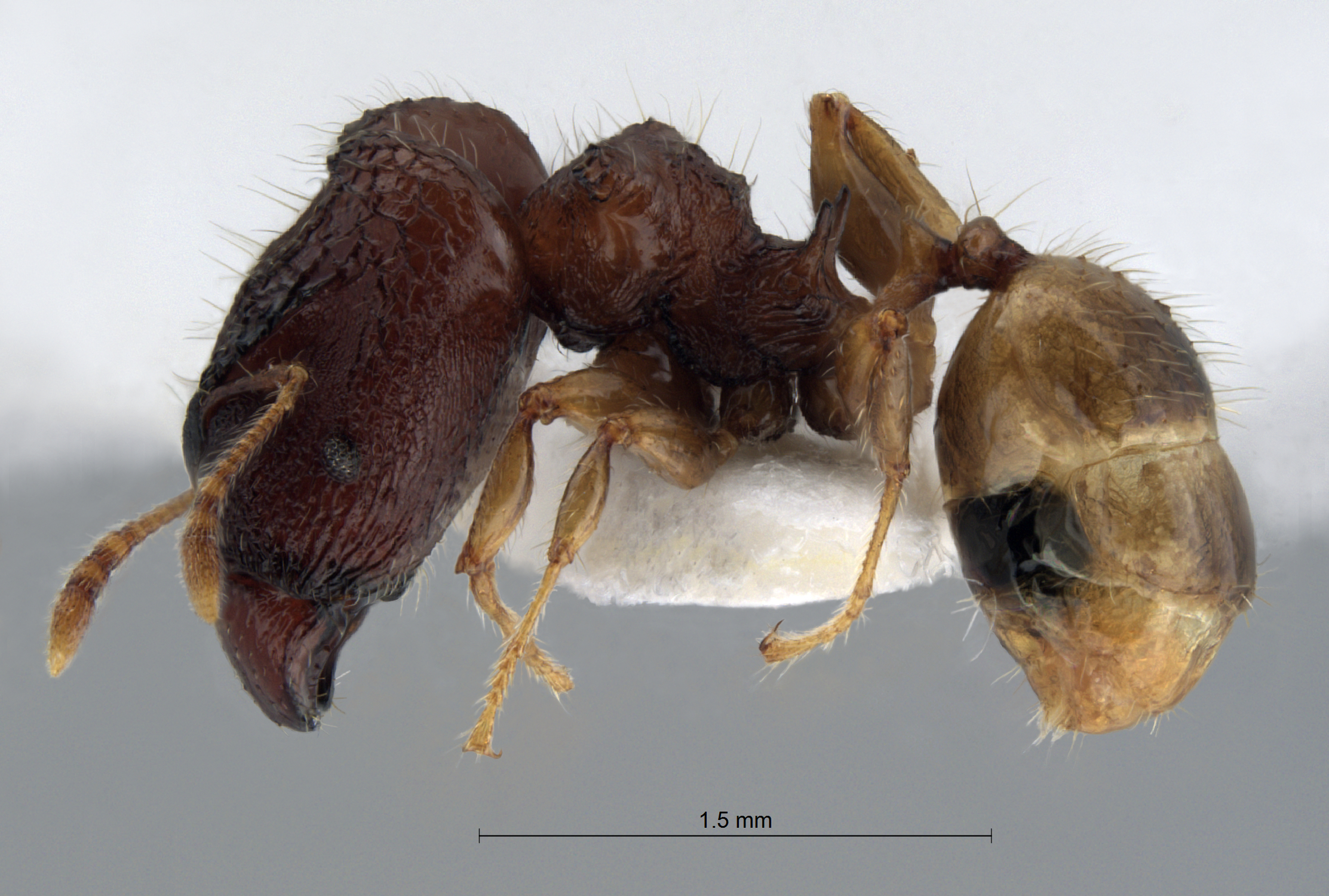 Foto Pheidole aristotelis Forel,1911 lateral