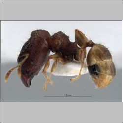 Pheidole aristotelis Forel,1911 lateral