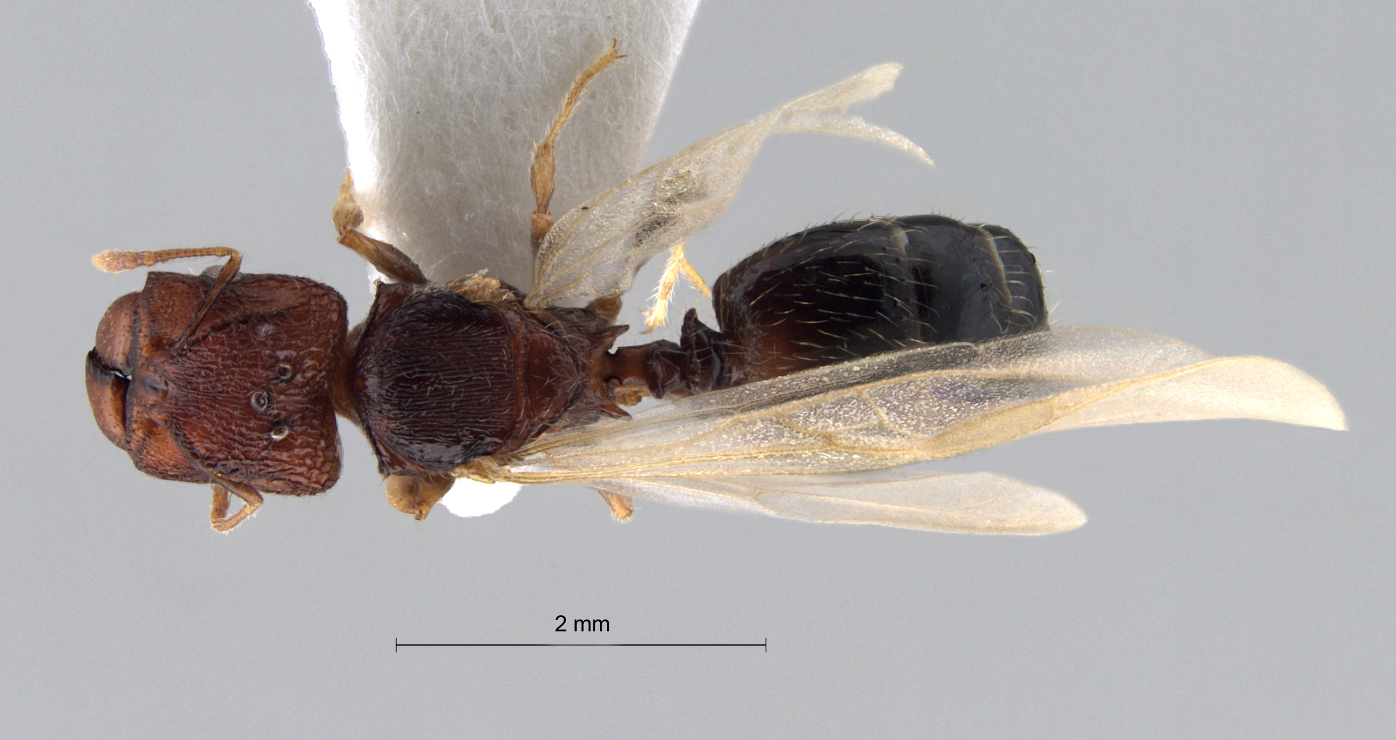 Foto Pheidole aristotelis Forel,1911 dorsal