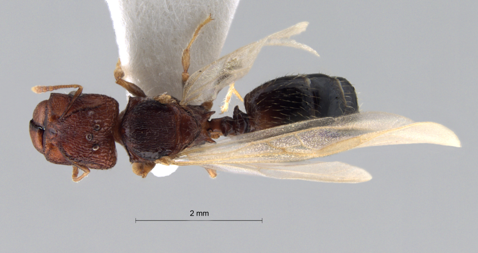 Pheidole aristotelis Forel,1911 dorsal