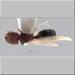 Pheidole aristotelis Forel,1911 dorsal