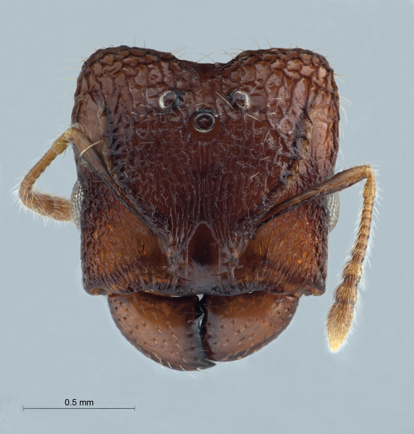 Foto Pheidole aristotelis Forel,1911 frontal