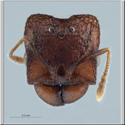 Pheidole aristotelis Forel,1911 frontal