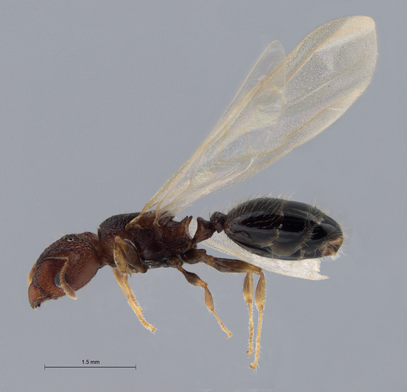 Foto Pheidole aristotelis Forel,1911 lateral