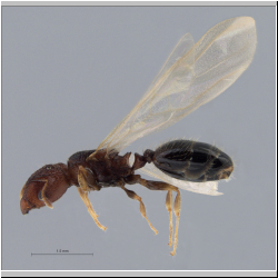 Pheidole aristotelis Forel,1911 lateral