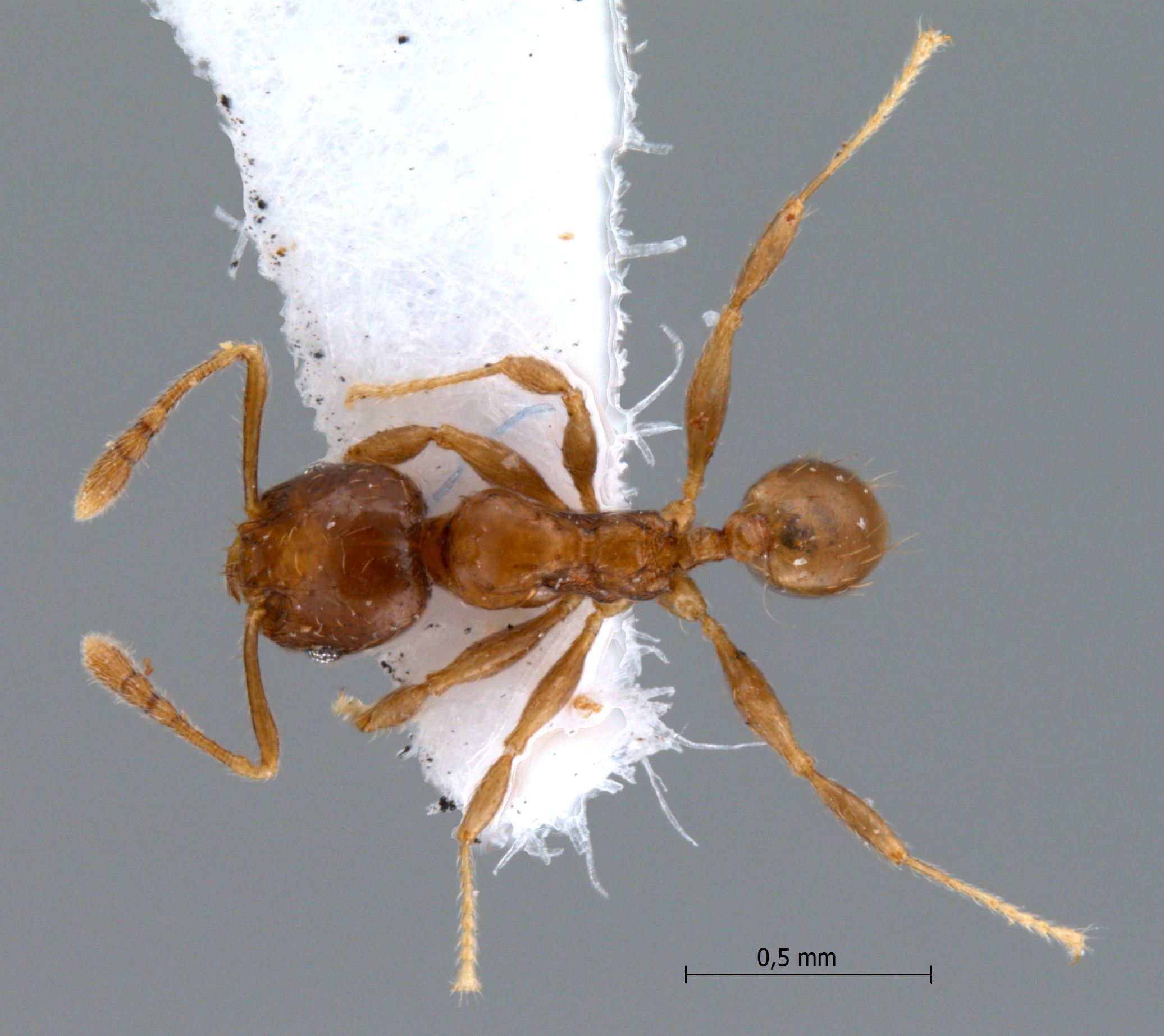 Foto Pheidole butteli Forel, 1913 dorsal