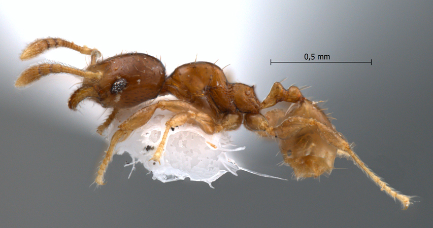 Pheidole butteli Forel, 1913 lateral