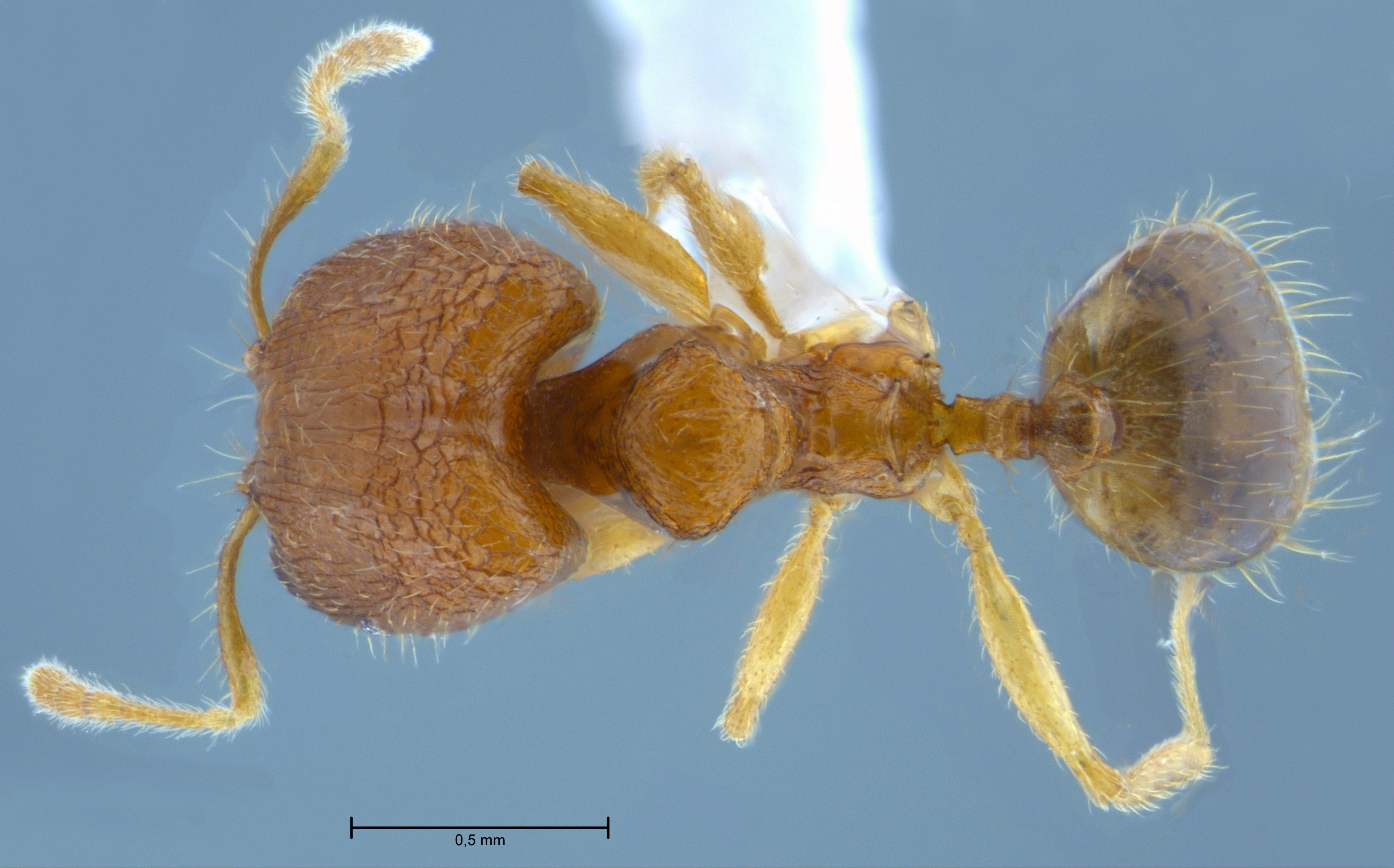 Foto Pheidole butteli Forel, 1913 dorsal