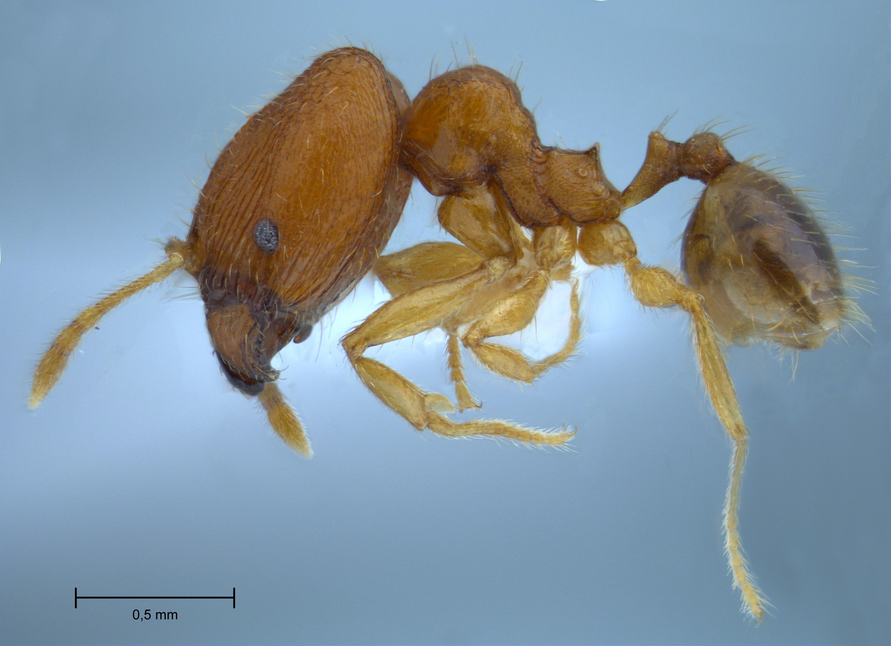 Foto Pheidole butteli Forel, 1913 lateral