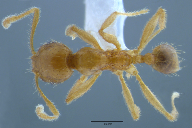 Pheidole butteli Forel, 1913 dorsal