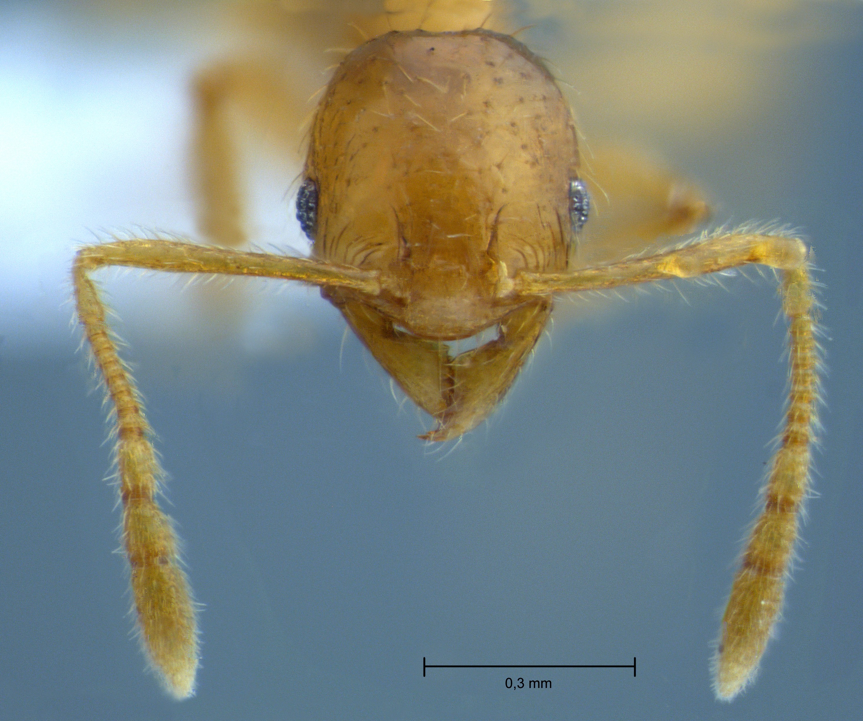 Foto Pheidole butteli Forel, 1913 frontal