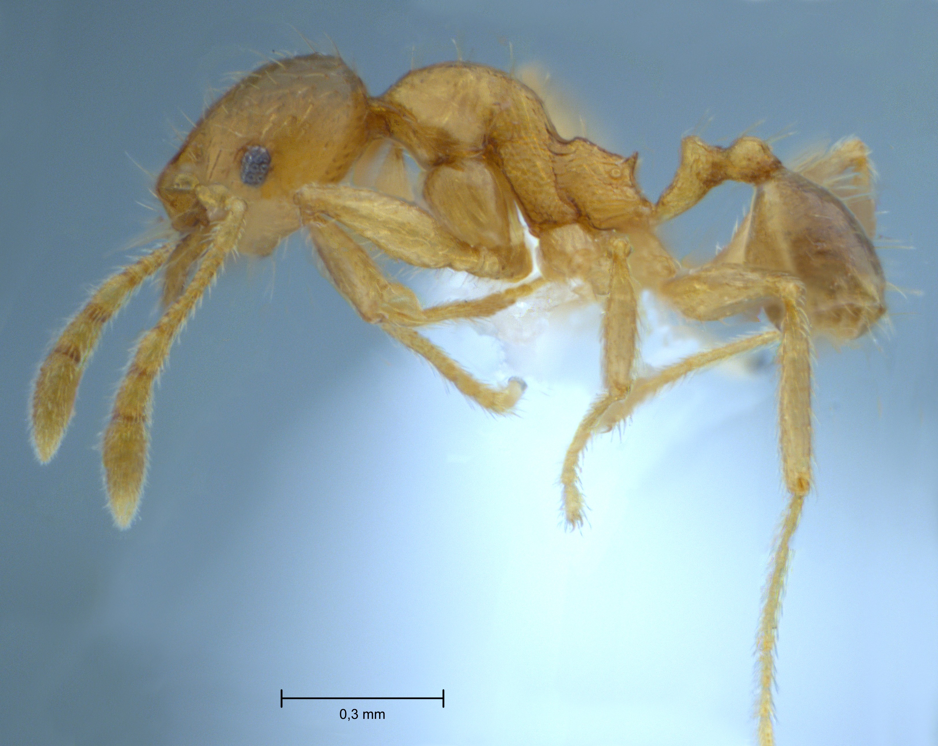 Foto Pheidole butteli Forel, 1913 lateral