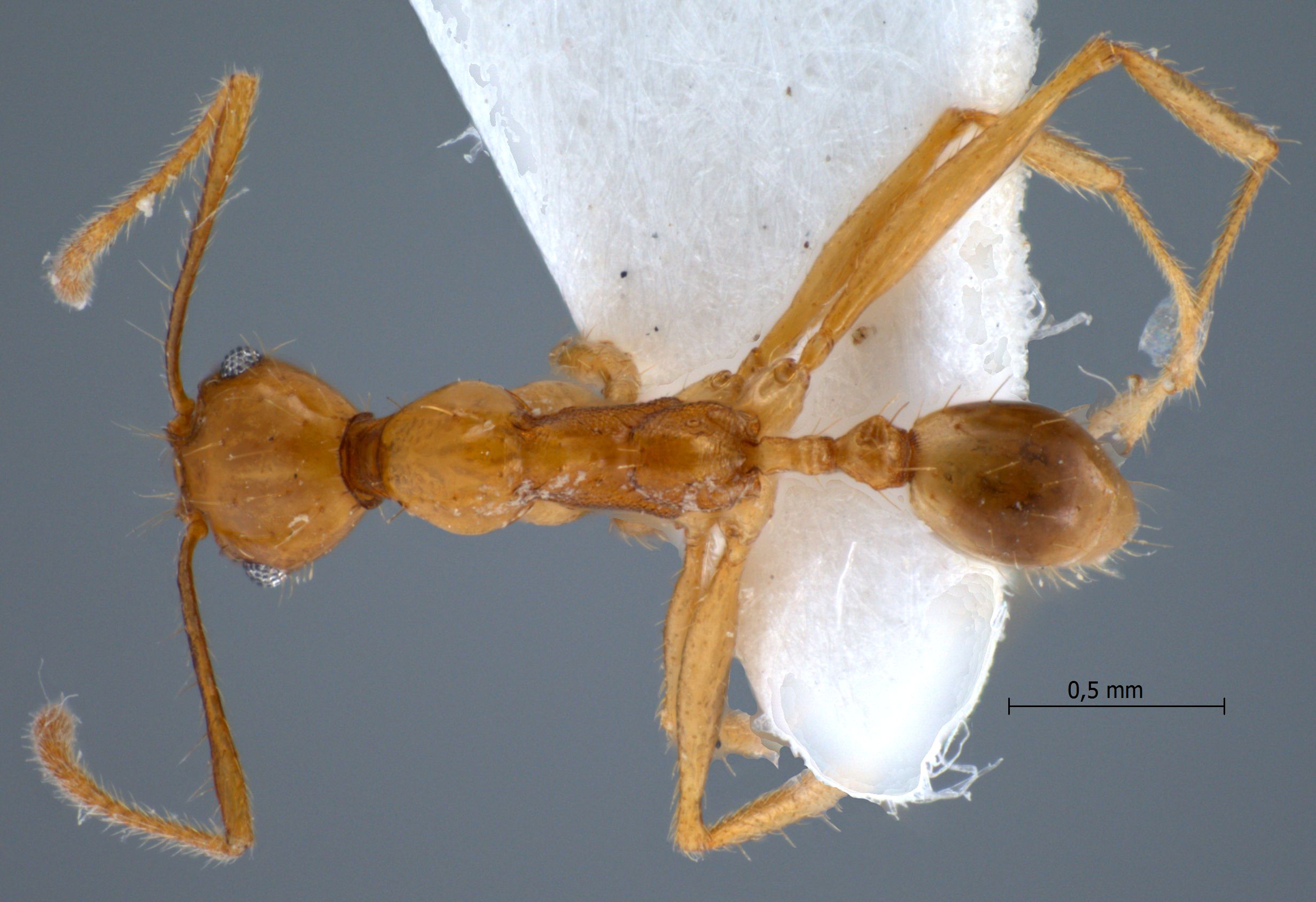 Foto Pheidole cariniceps Eguchi,2001 dorsal