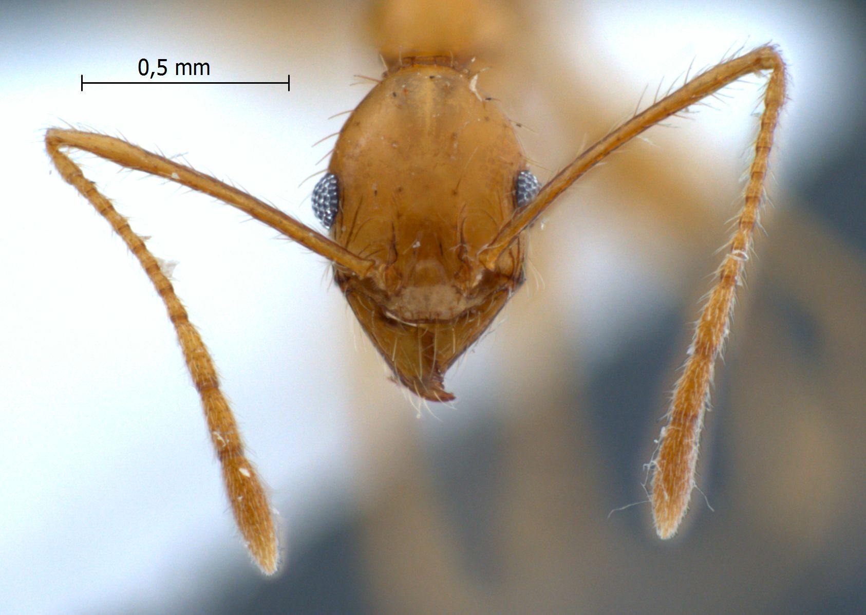 Foto Pheidole cariniceps Eguchi,2001 frontal