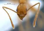 Pheidole cariniceps Eguchi,2001 frontal