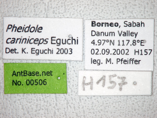 Foto Pheidole cariniceps Eguchi,2001 Label