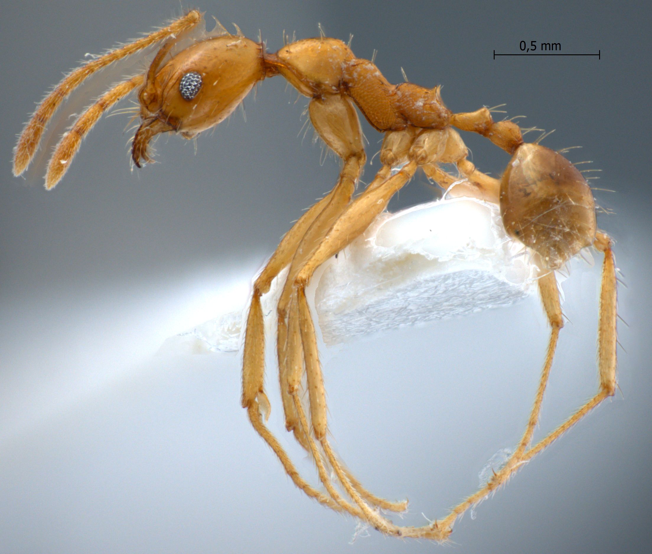 Foto Pheidole cariniceps Eguchi,2001 lateral