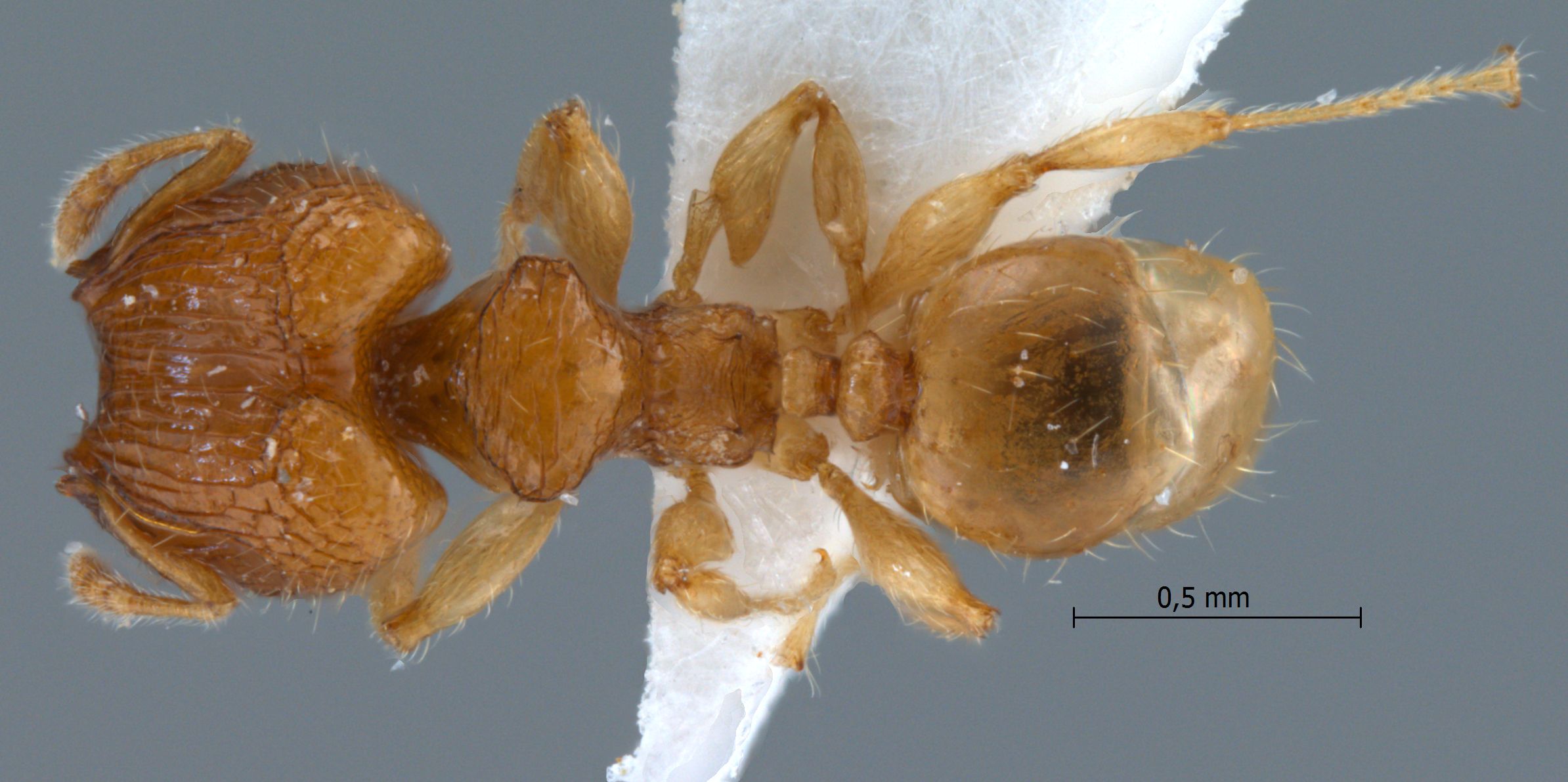 Foto Pheidole clypeocornis Eguchi, 2001 dorsal