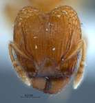 Pheidole clypeocornis Eguchi, 2001 frontal