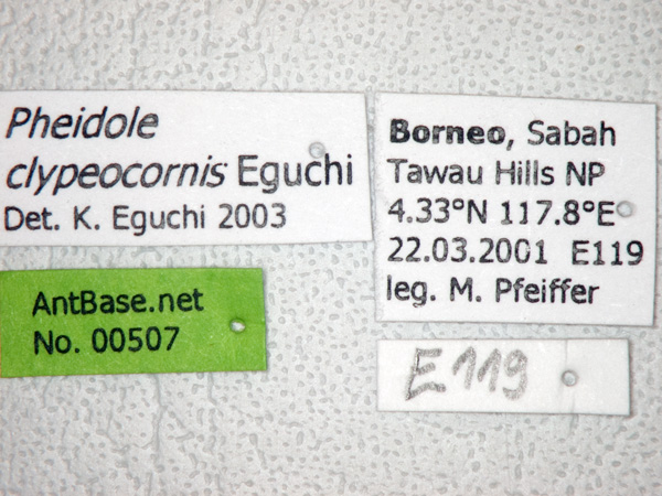 Foto Pheidole clypeocornis Eguchi, 2001 Label