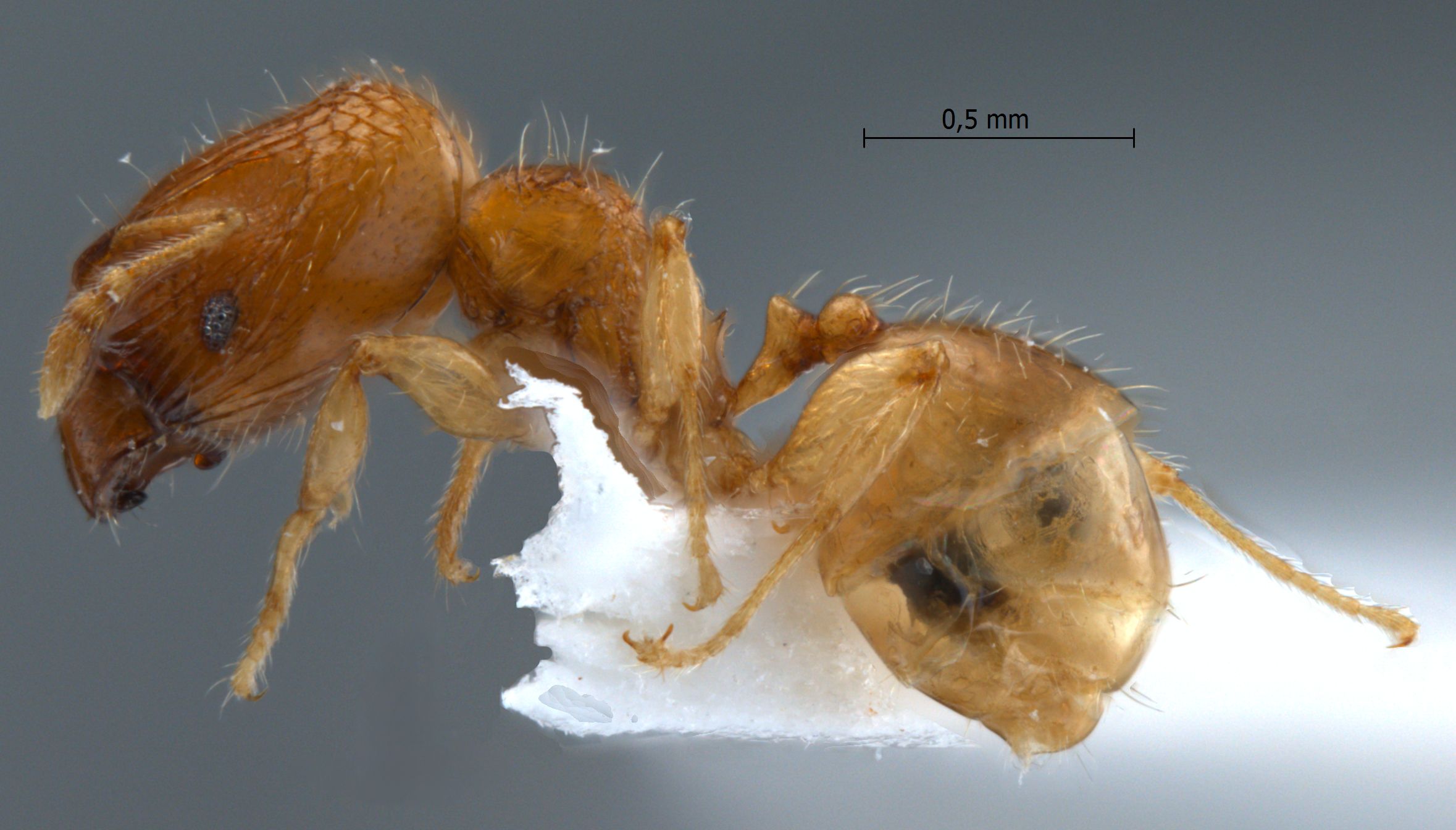 Foto Pheidole clypeocornis Eguchi, 2001 lateral