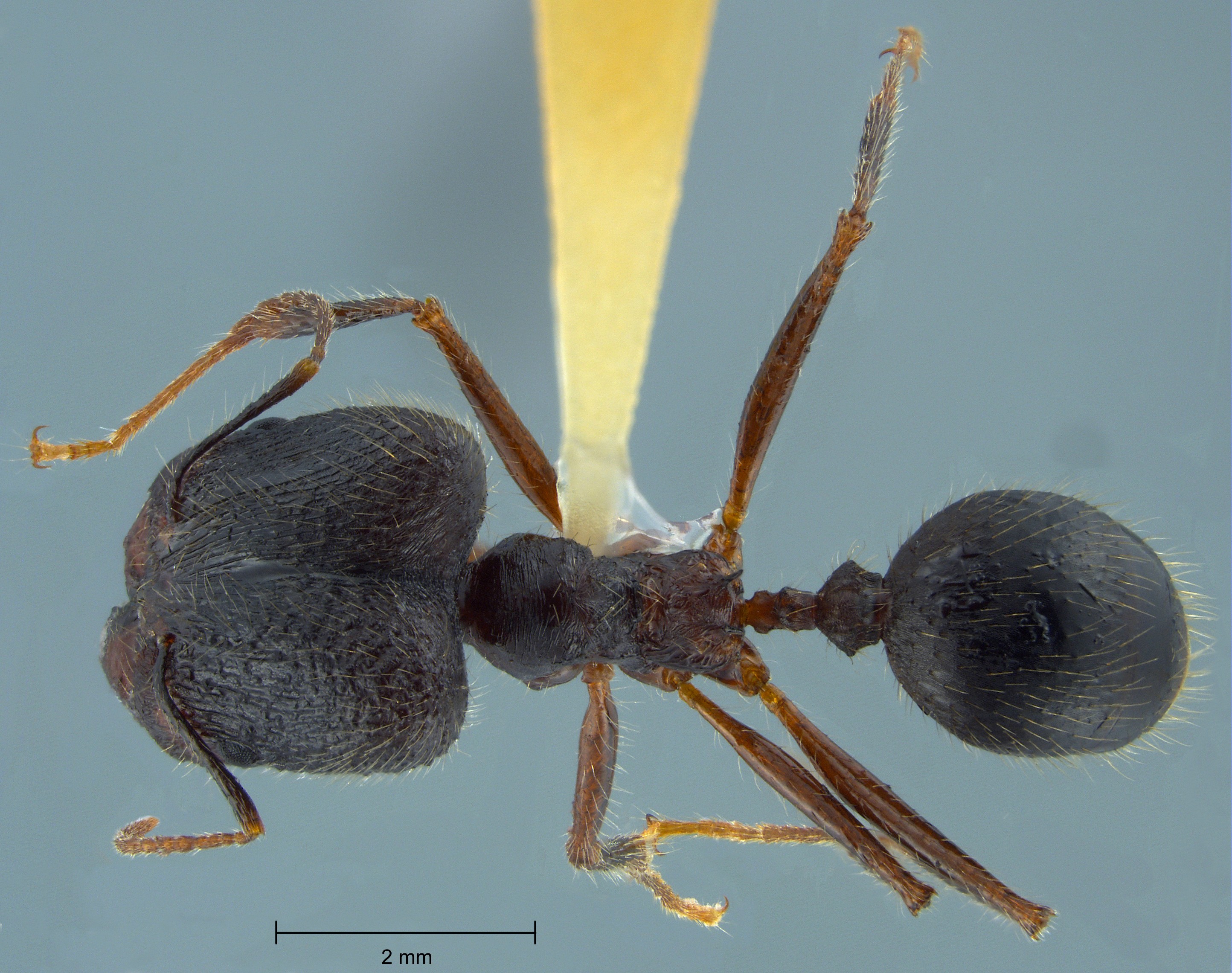 Foto Pheidole comata Smith, 1858 dorsal