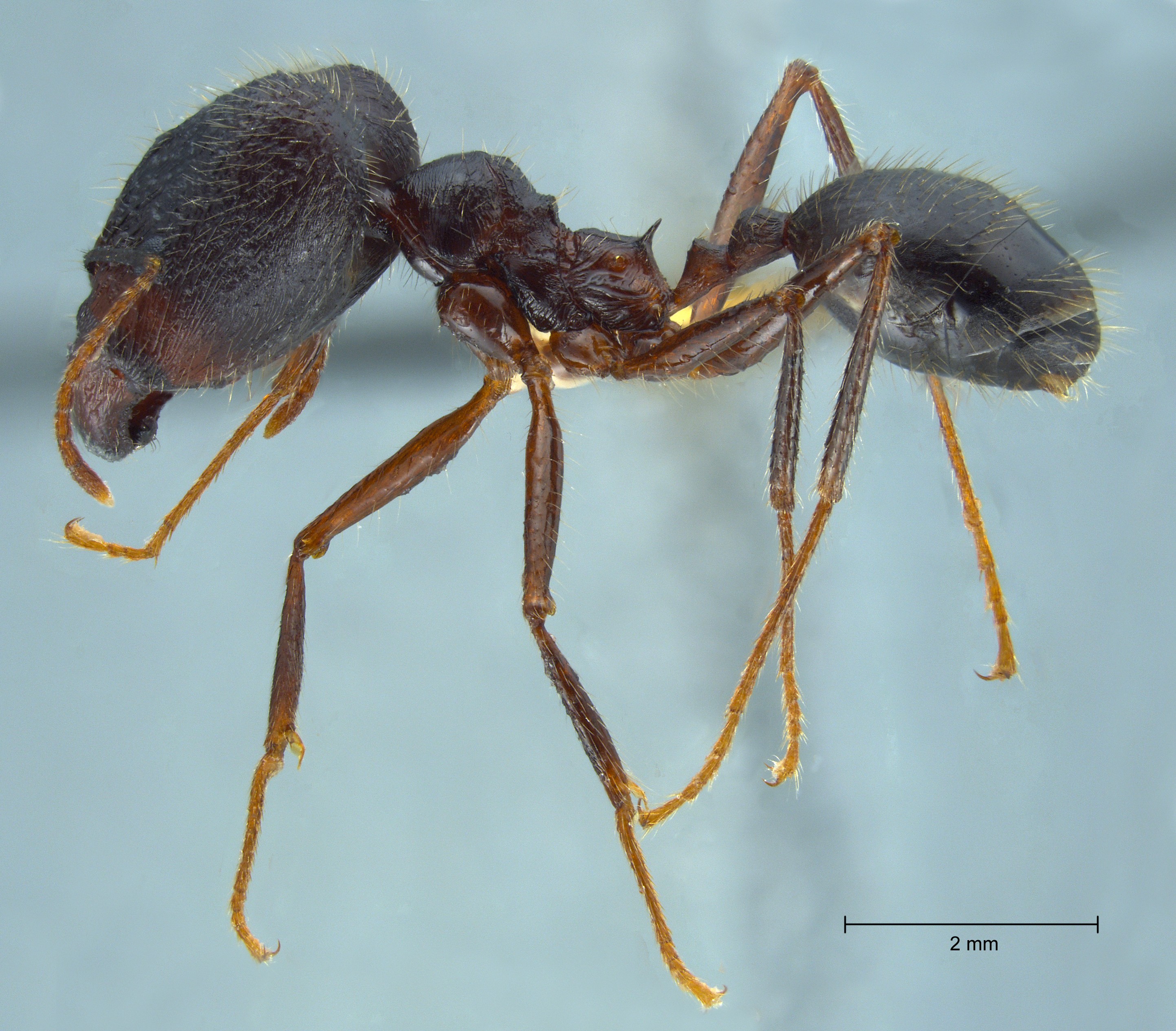 Foto Pheidole comata Smith, 1858 lateral