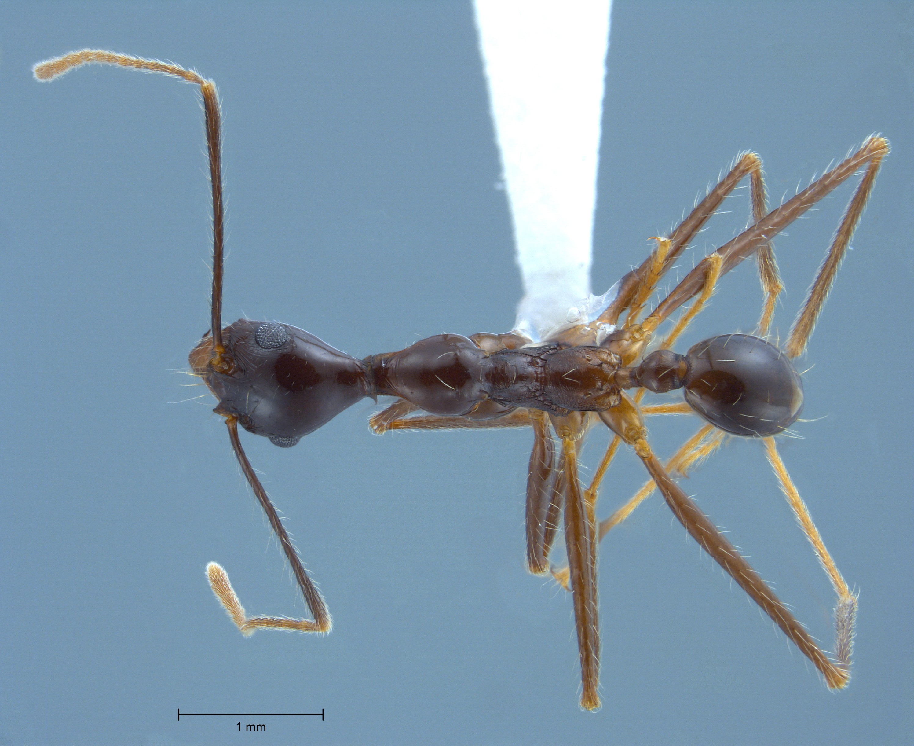 Foto Pheidole comata Smith, 1858 dorsal