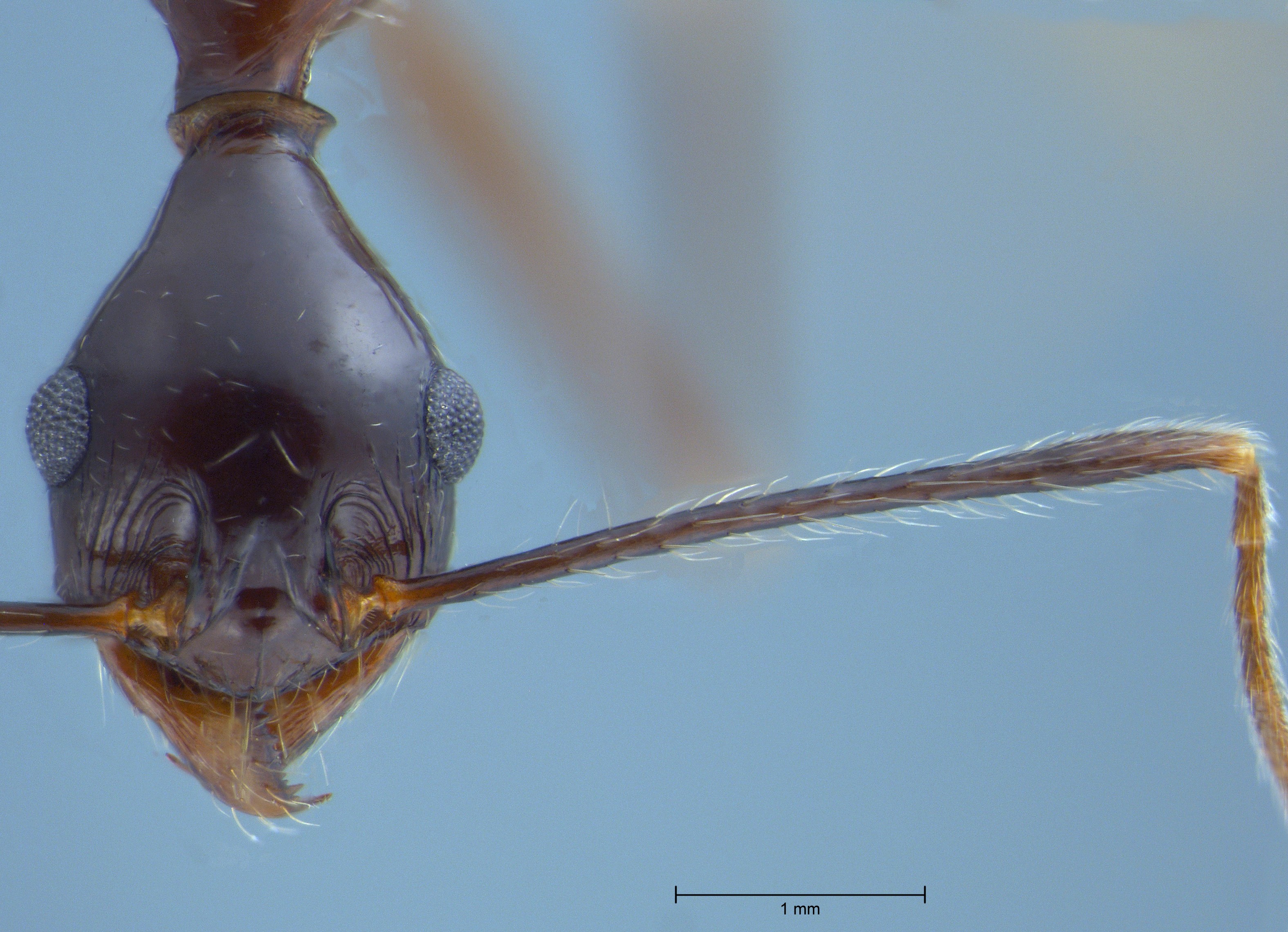 Foto Pheidole comata Smith, 1858 frontal