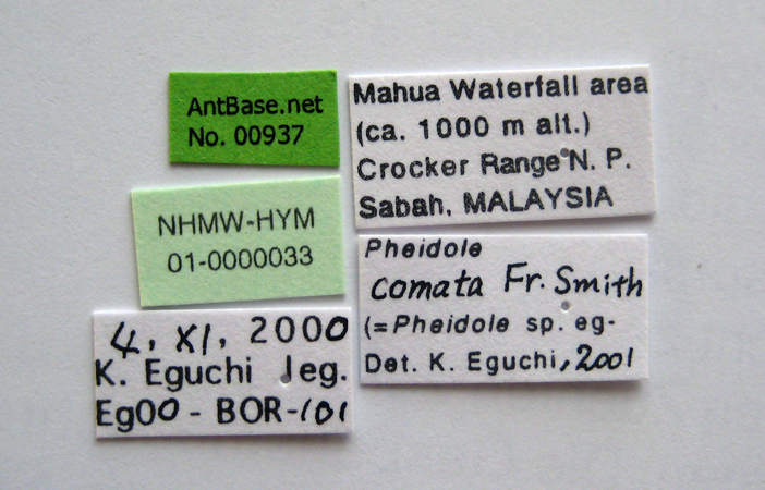 Foto Pheidole comata Smith, 1858 Label