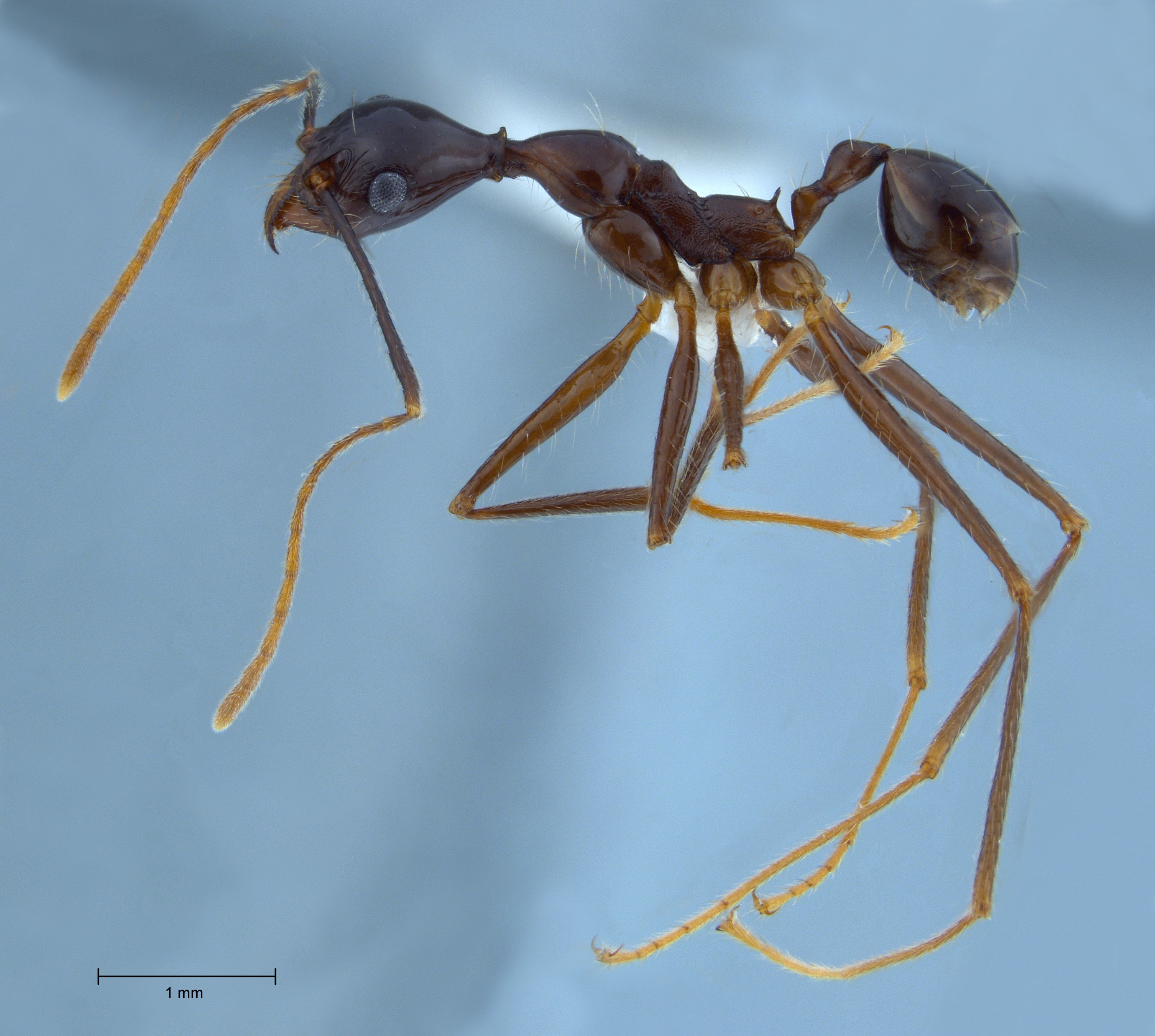 Foto Pheidole comata Smith, 1858 lateral