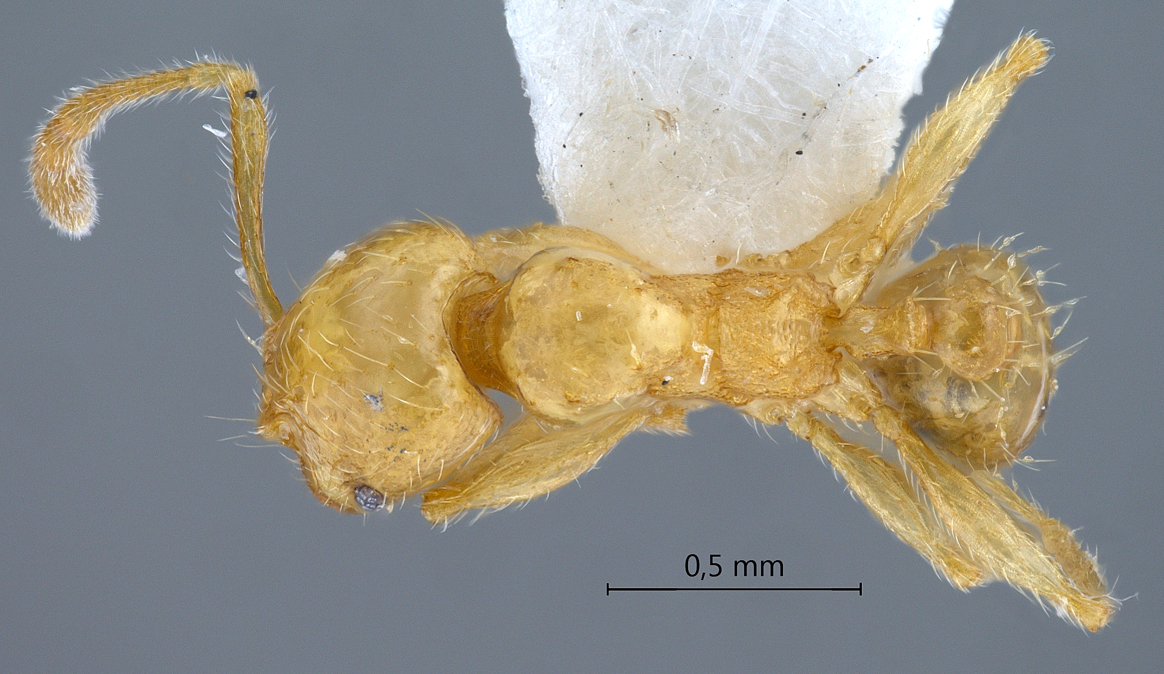 Foto Pheidole deltea Eguchi,2001 dorsal