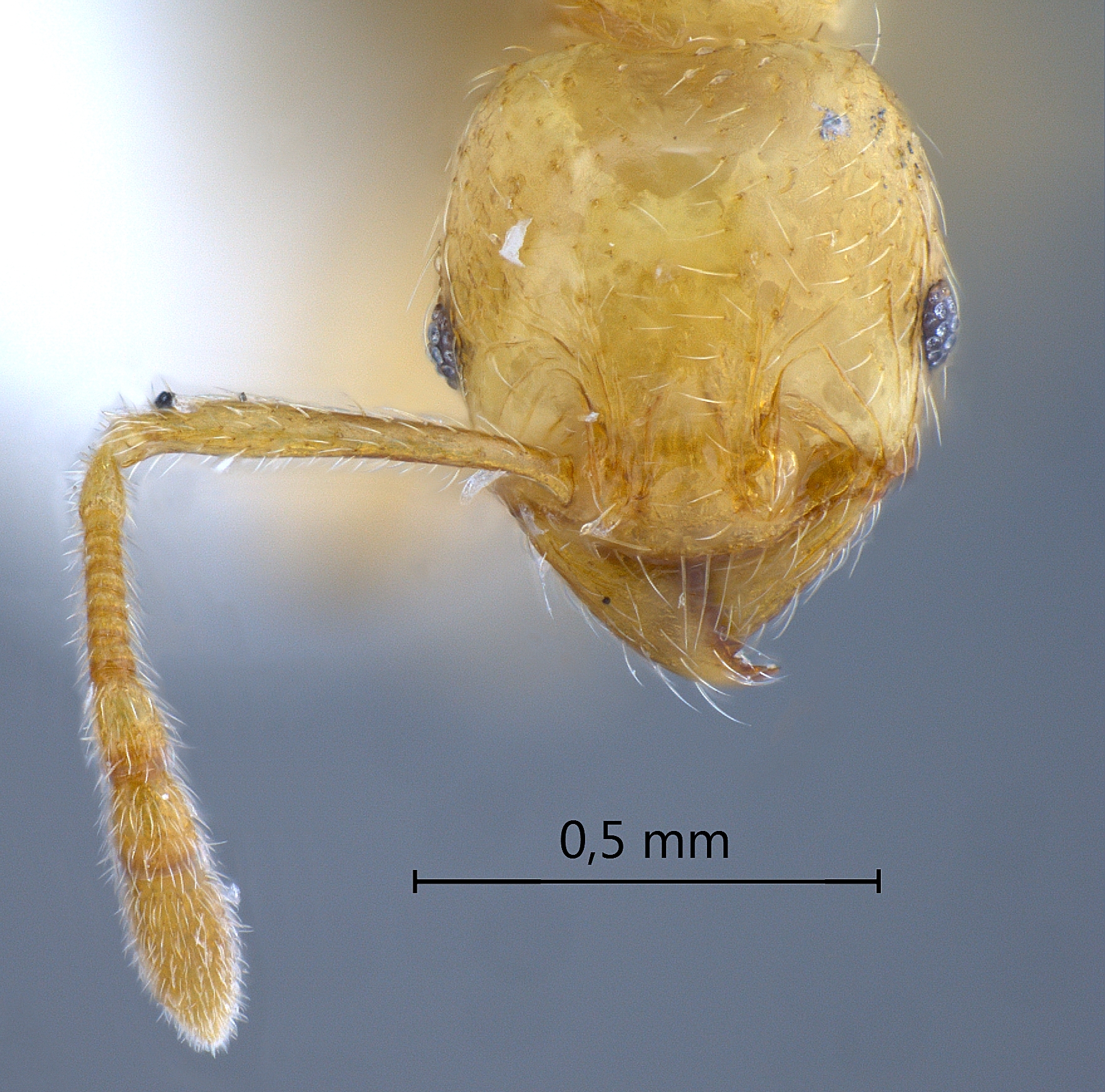 Foto Pheidole deltea Eguchi,2001 frontal